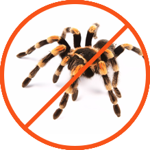 Eliminate spiders
