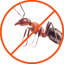 We help you remove your ants