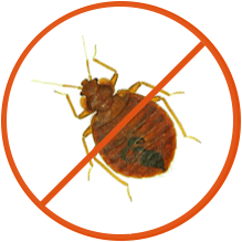We clean your bedbugs