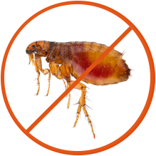 We help you eliminate fleas