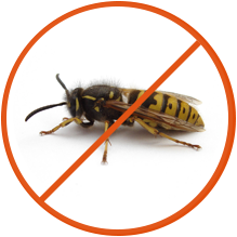 We will help you eliminate your Wasp nest.